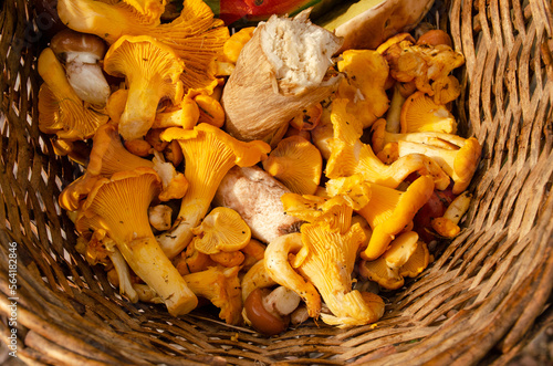 Wooden basket with chanterelle mushrooms. Beautiful yellow and orange mushrooms close-up.