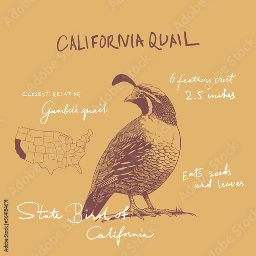 USA birds illustration. United States of America greeting card.  California Quail Ink drawing