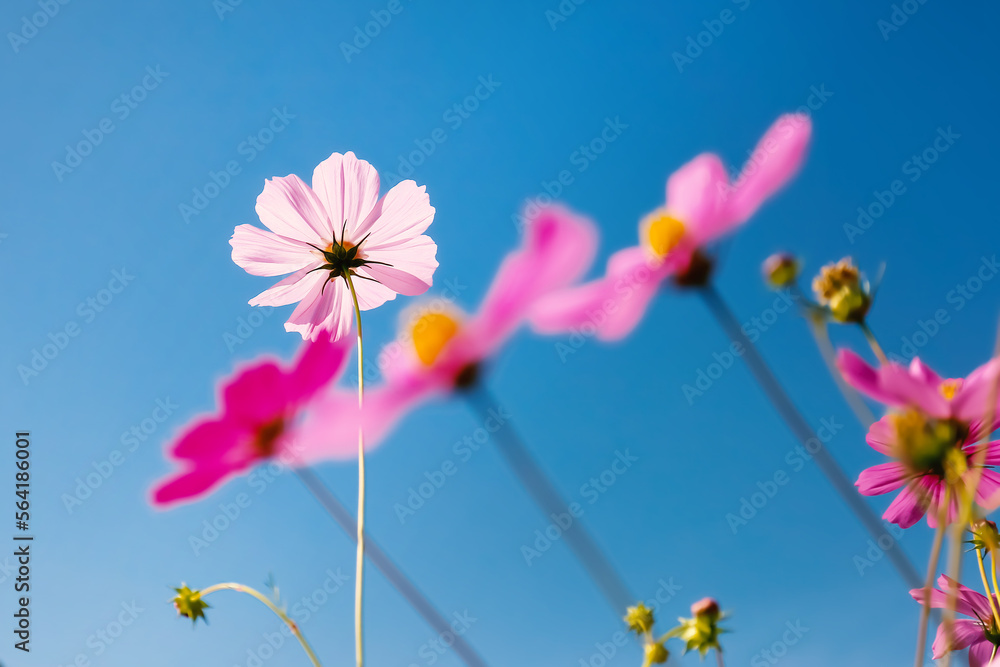 cosmos flowers in the field against bright blue sky cosmos flowers in the field against bright blue sky