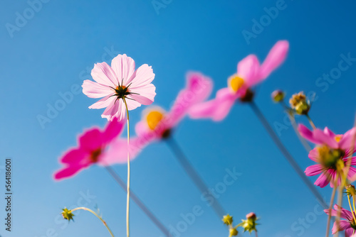 cosmos flowers in the field against bright blue sky