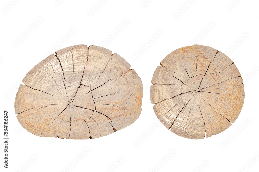 Tree stump or tree trunk  isolated on white background , clipping path included for design.