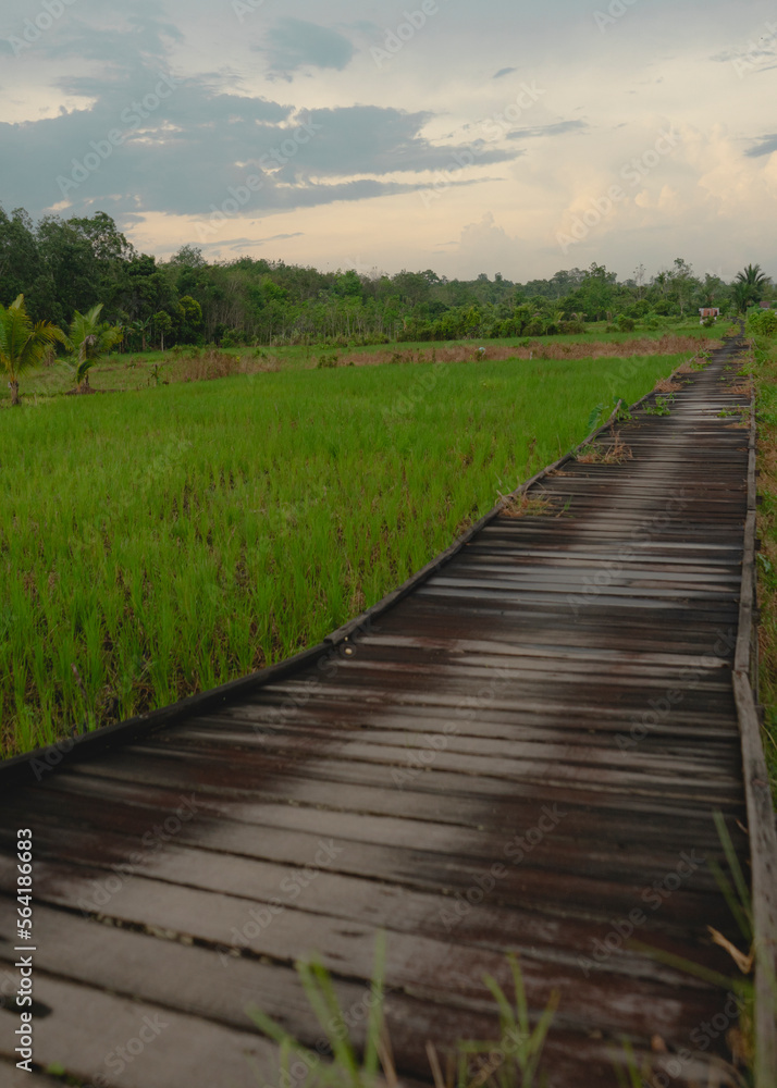 Obraz premium wooden footbridge in the ricefield