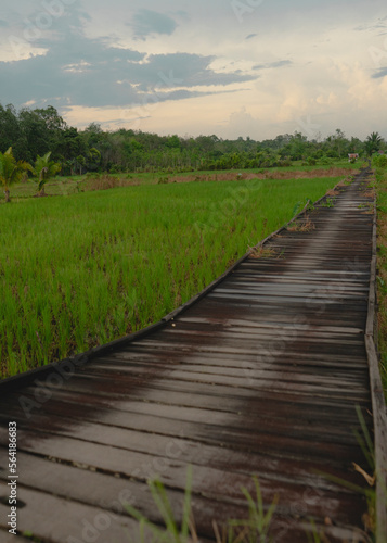 wooden footbridge in the ricefield