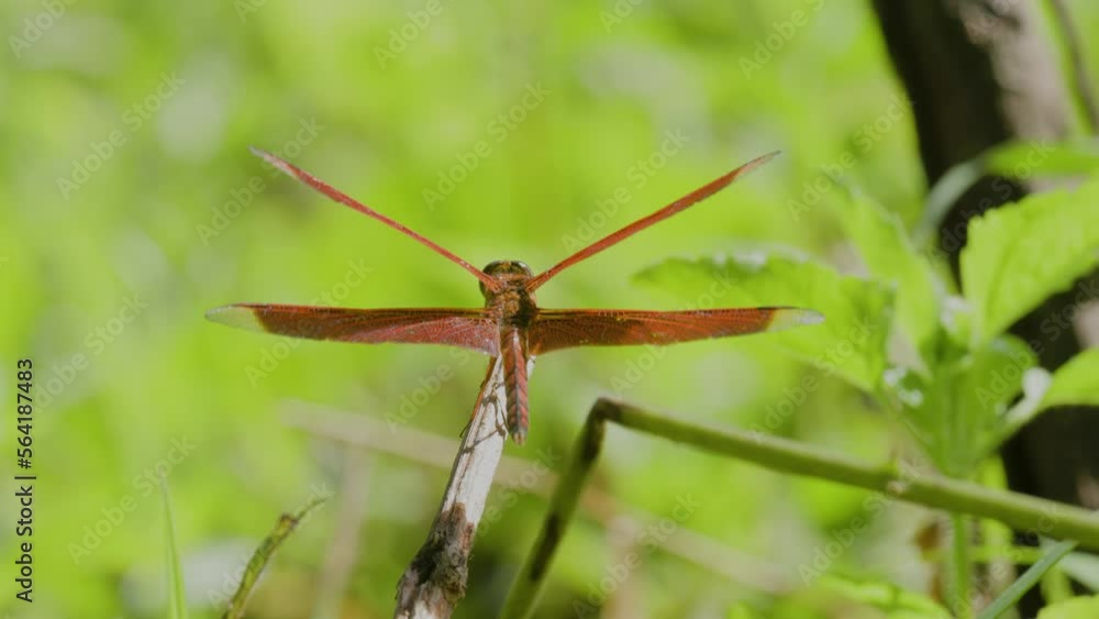 A red dragonfly (Neurothemis terminata) perched on a wooden branch A red dragonfly (Neurothemis terminata) perched on a wooden branch