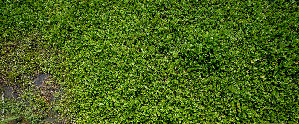 Fototapeta premium The Water Hyacinth is covering all the river and obstructing water flow. That is the one of water pollution.