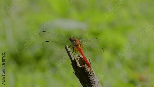 A red dragonfly or ditch jewel (brachythemis contaminata) perched on twigs broken wood, is a species of dragonfly in the family Libellulidae photo