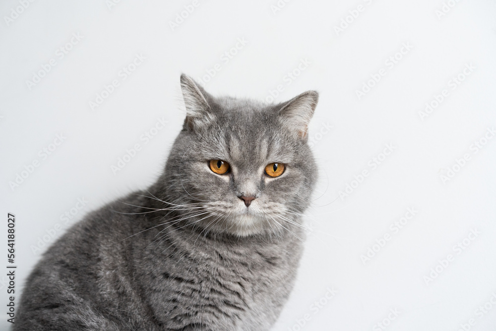 Obraz premium Blue Tabby Cat White Background