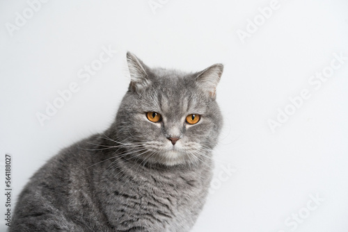 Blue Tabby Cat  White Background