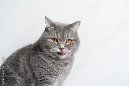 Blue Tabby Cat  White Background