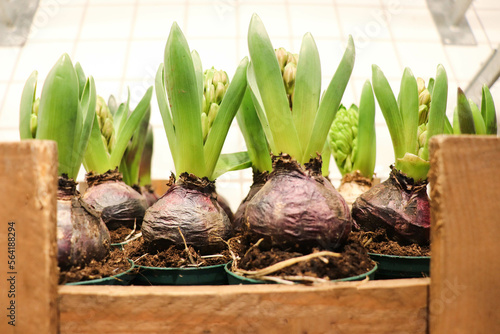 spring bulbous flowers in pots