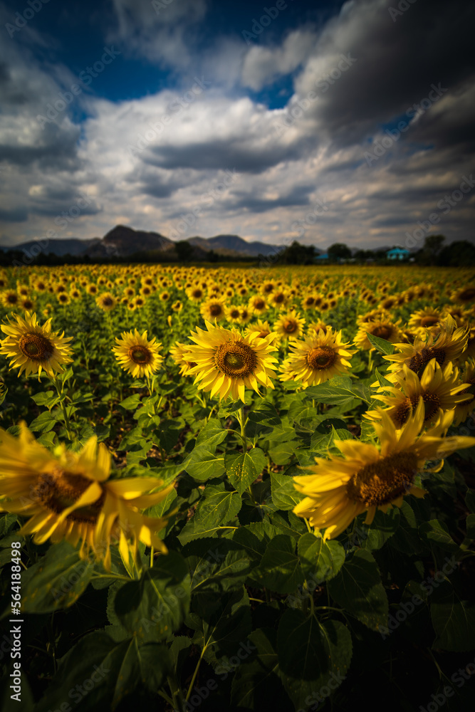 sunflower field with dramatic sky (Lopburi province)