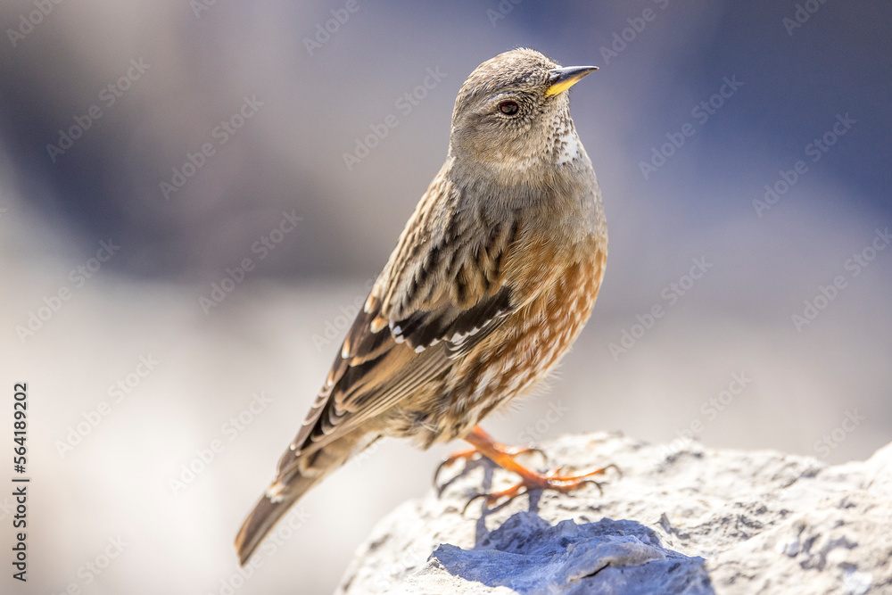 Alpine Accentor (Punella collaris) on rocks in the Southern Alps of France Alpine Accentor (Punella collaris) on rocks in the Southern Alps of France