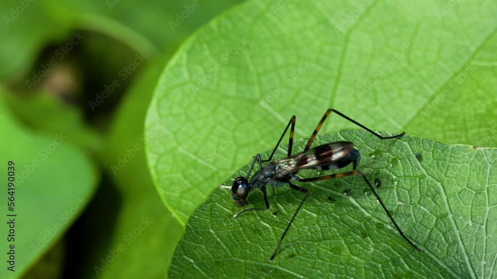 A fruit fly (fungus gnats) with black and white stripes swipes its legs