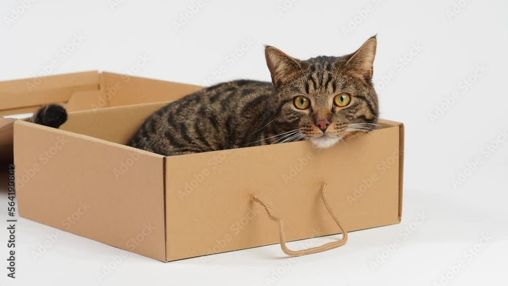Funny cat lying in a cardboard box on a white background. Funny pets. Funny cat lying in a cardboard box on a white background. Funny pets.