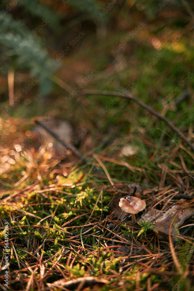 Mushroom in the woods. Macro close-up of fresh mushroom shining in the sun rays Mushroom in the woods. Macro close-up of fresh mushroom shining in the sun rays