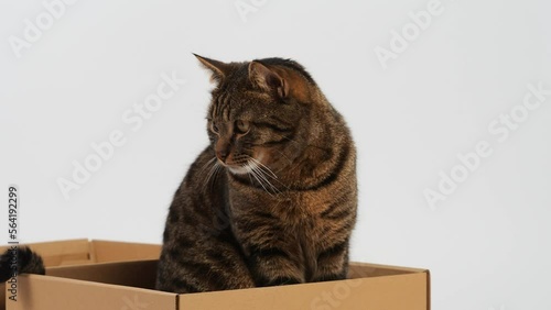 Playful Cat Enjoying a Cardboard Box Adventure

