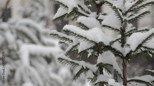 Snowfall Covers Spruce Branches in Winter Scene