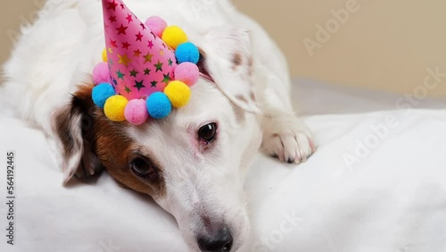 A dog lies down wearing a colorful holiday hat, displaying a sad expression. The festive hat contrasts with the pet's mood, capturing a poignant moment during the holidays.