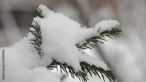 Snowfall Covers Spruce Branches in Winter Scene