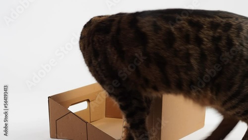 Playful Cat Enjoying a Box on White Background