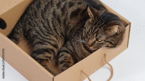 Playful Cat Enjoying a Box on White Background