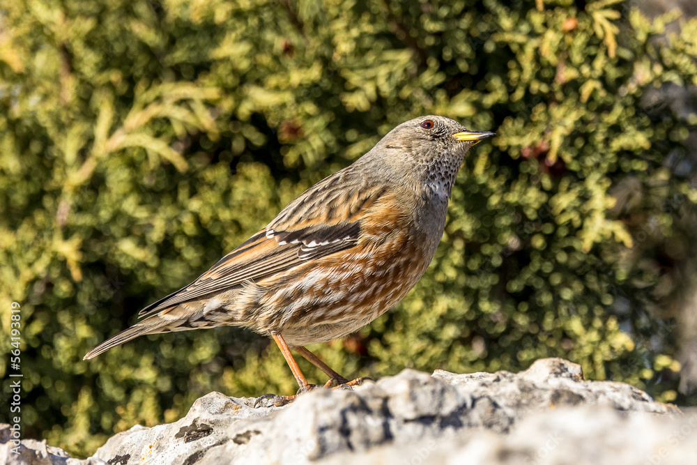 Alpine Accentor (Punella collaris) on rocks in the Southern Alps of France Alpine Accentor (Punella collaris) on rocks in the Southern Alps of France