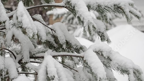 Snow gently accumulates on spruce branches, capturing the serene beauty of winter. The snowfall creates a tranquil, picturesque landscape, emphasizing the season's quiet charm.