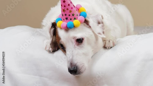 Sad Dog Wearing Holiday Hat Lying Down