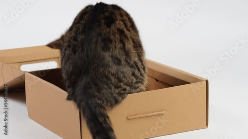 Cat energetically playing inside a cardboard box on a plain white background. The playful feline is fully engaged and appears to be having fun with its surroundings.
