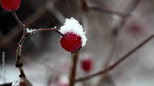 Snow rests on vibrant red berries growing on a winter bush, showcasing nature's beauty during the cold season. The image captures the serene stillness and simplicity of winter.