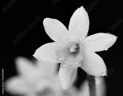 Closeup of daffidils (aka jonquils or narcissus). A springflower native to Europe and North Afric, in black and white on black background