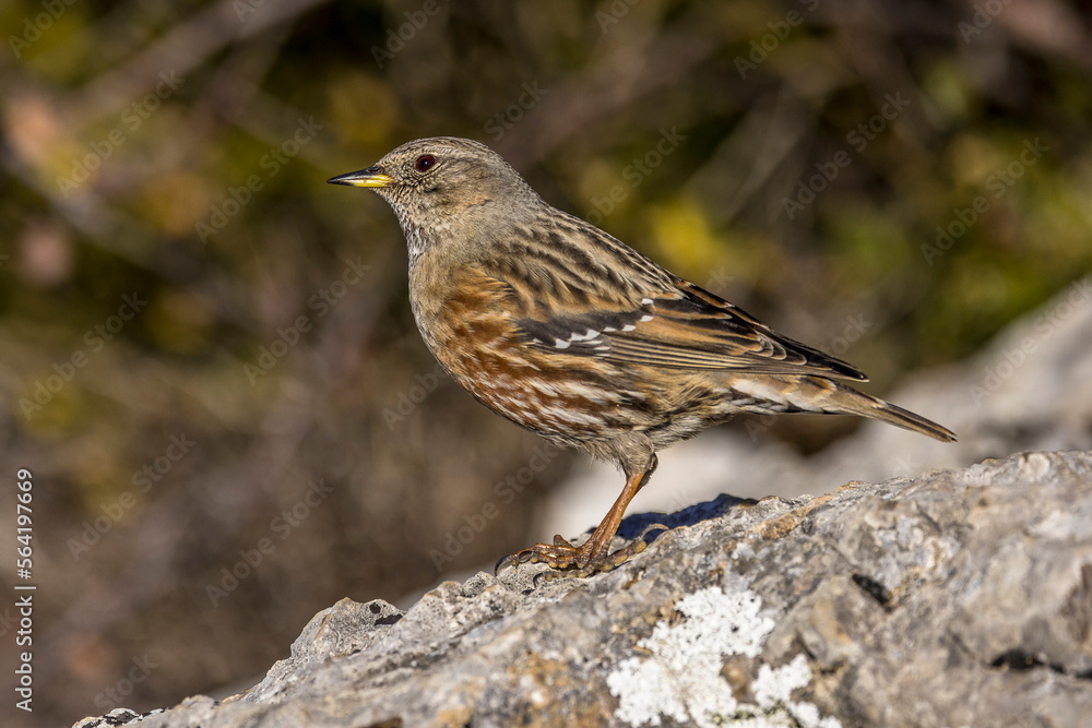Alpine Accentor (Punella collaris) on rocks in the Southern Alps of France Alpine Accentor (Punella collaris) on rocks in the Southern Alps of France
