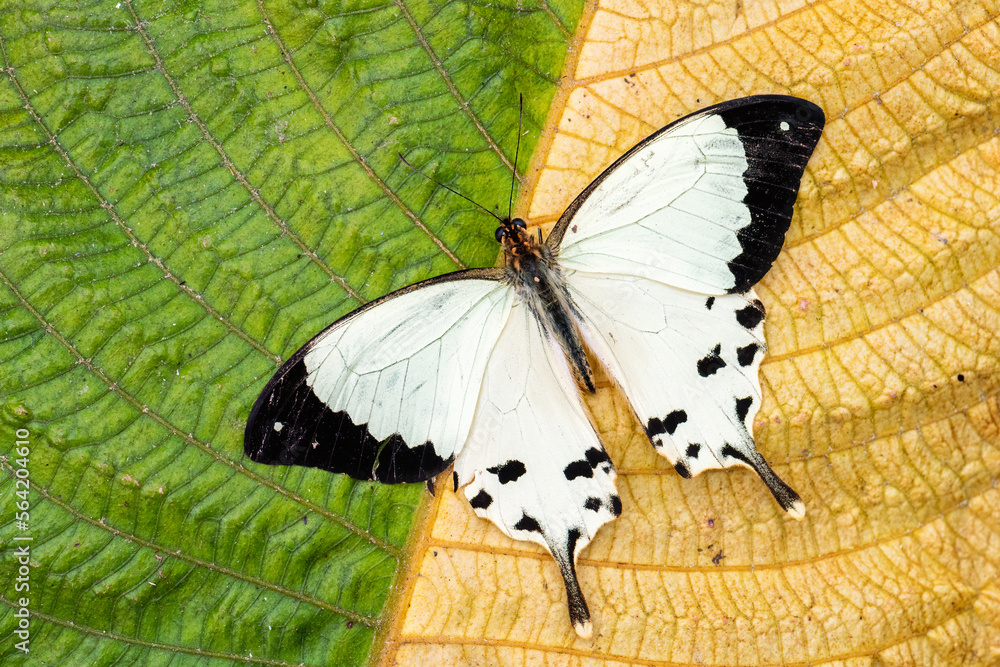 Obraz premium African swallowtail - Papilio dardanus, beautiful large butterfly from African woodlands and gardens, Andasibe, Madagascar.