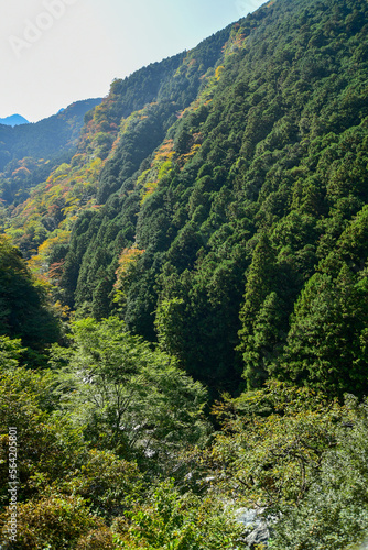 愛媛県別子山の紅葉
