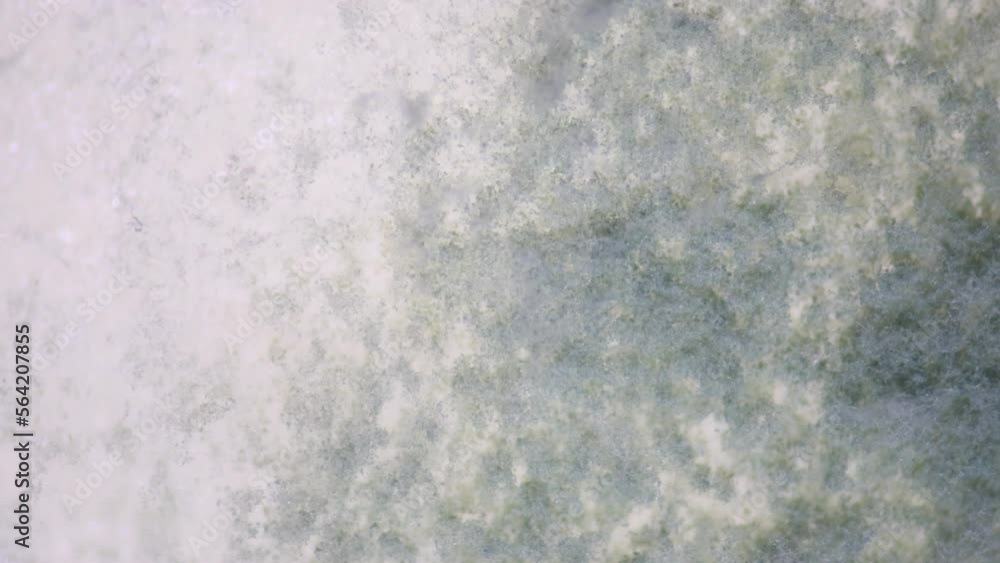 Backgrounds of Characteristics Colony of Mold growing on bread and on the waste water surface under the microscope in Microbiology laboratory. Backgrounds of Characteristics Colony of Mold growing on bread and on the waste water surface under the microscope in Microbiology laboratory.