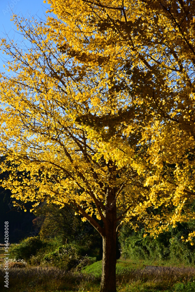 小湊鉄道大久保駅近くの美しいいちょうの木 StockFoto Adobe Stock