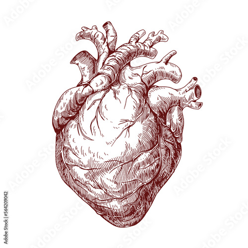 Heart, real human organ engraving. Vintage antique internal anatomy art, ink drawing. Medical detailed handdrawn etching in old retro style. Hand-drawn vector illustration isolated on white background