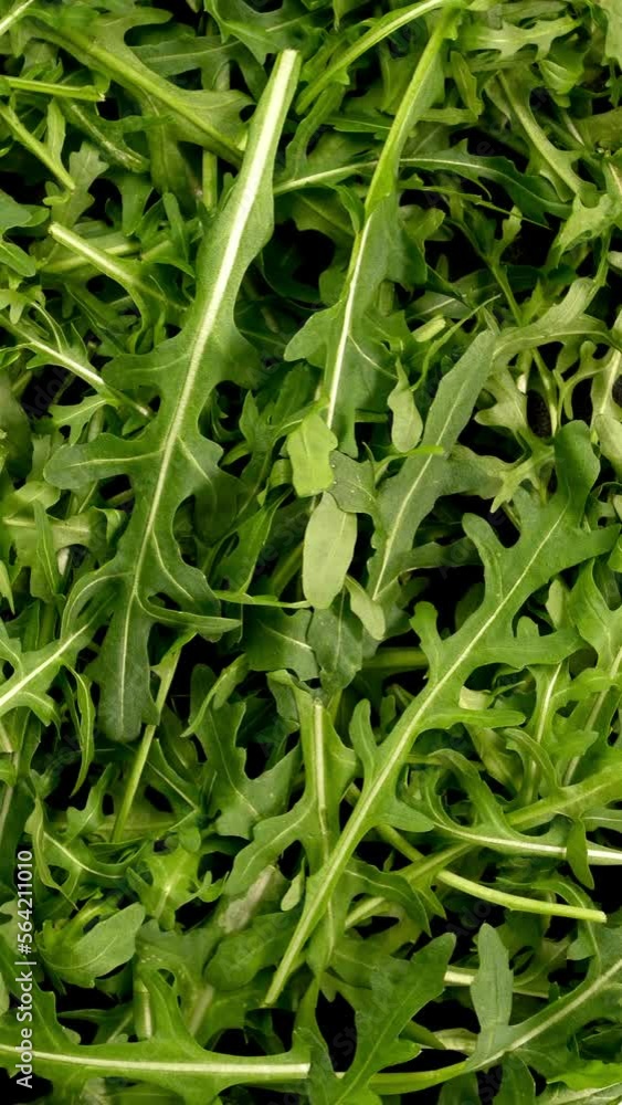 Fresh organic arugula leaves as healthy lifestyle and vegan and vegetarian nutrition background. Fresh organic arugula leaves as healthy lifestyle and vegan and vegetarian nutrition background.
