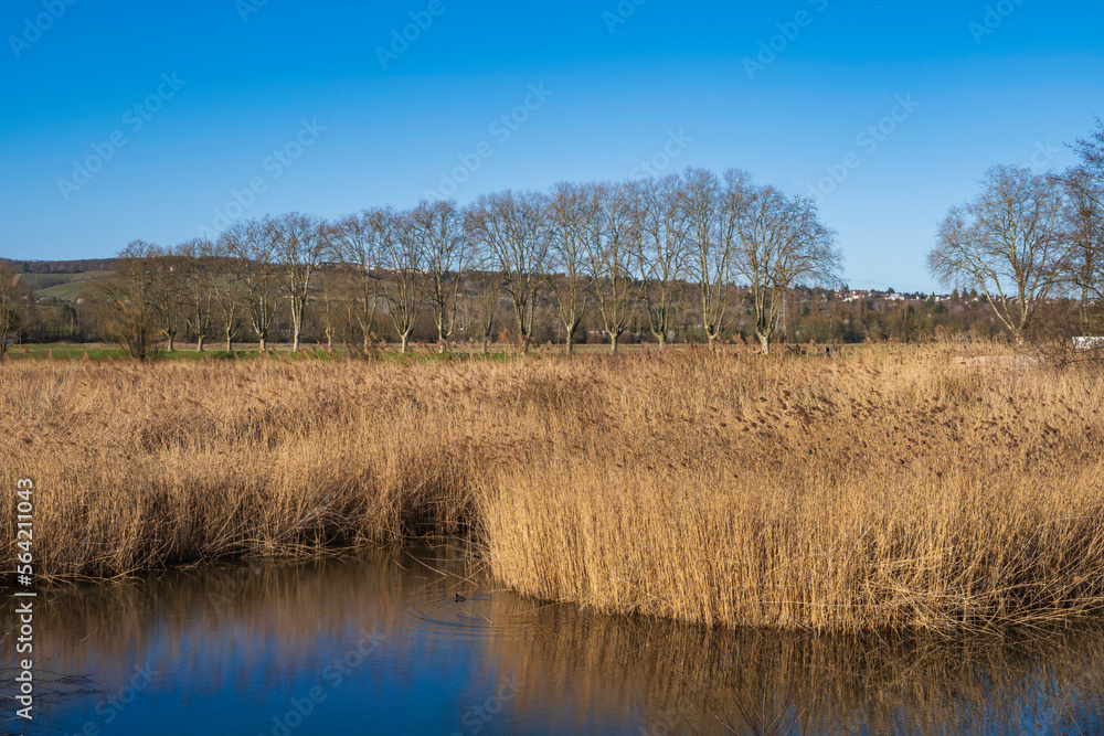 View of reeds near Wiesbaden-Schierstein/Germany in spring