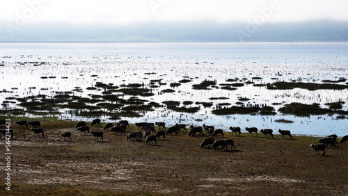 Sheep grazing on Lake George 