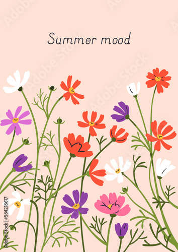 Postcard background with meadow cosmos flowers. Summer botanical post card design, beautiful pretty gentle wild floral plants, spring nature. Blooming herbs, wildflowers. Flat vector illustration