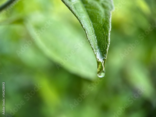 Selective focus view of beautiful water droplet on the tip of a green leaf with blurred background. Macro photography.