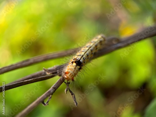 Selective focus view moth caterpillar walking on wood branch with blurred background. Macro photography. © FaizZakiy