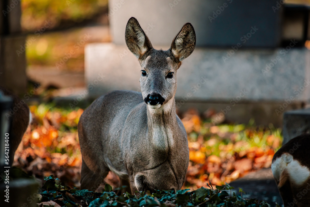 Reh zwischen Gräbern am Wiener Zentralfriedhof Reh zwischen Gräbern am Wiener Zentralfriedhof