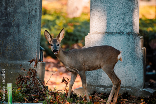 Reh zwischen Gräbern am Wiener Zentralfriedhof