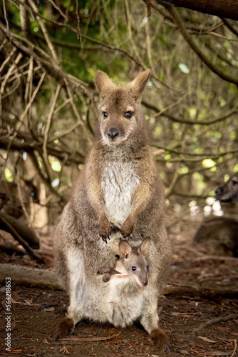 Wallaby with a Joey