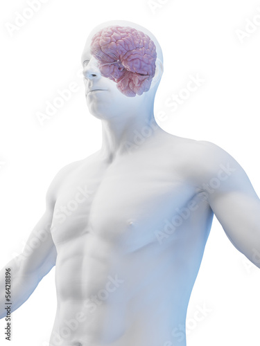 3D Rendered Medical Illustration of a man's brain