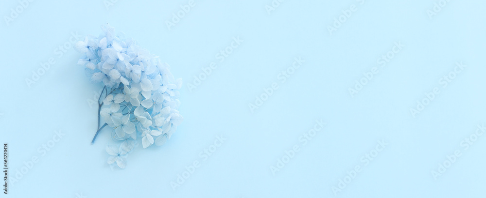 Top view image of blue Hydrangea flowers over pastel background .Flat lay