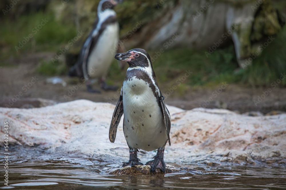 Naklejka premium Humboldtpinguin steht am Wasser mit anderen Pinguinen im Hintergrund