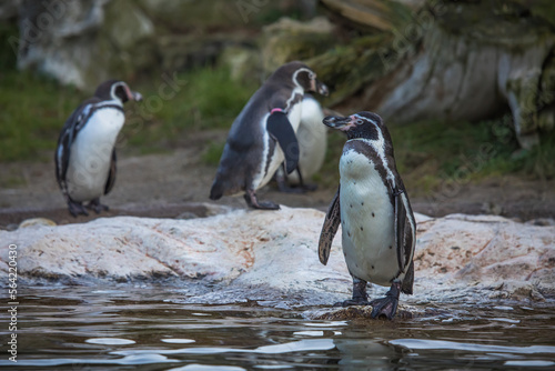 Humboldtpinguin steht am Wasser mit anderen Pinguinen im Hintergrund